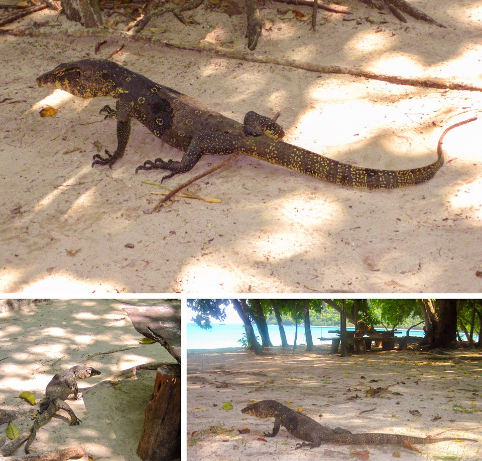 Комодский Варан зубы