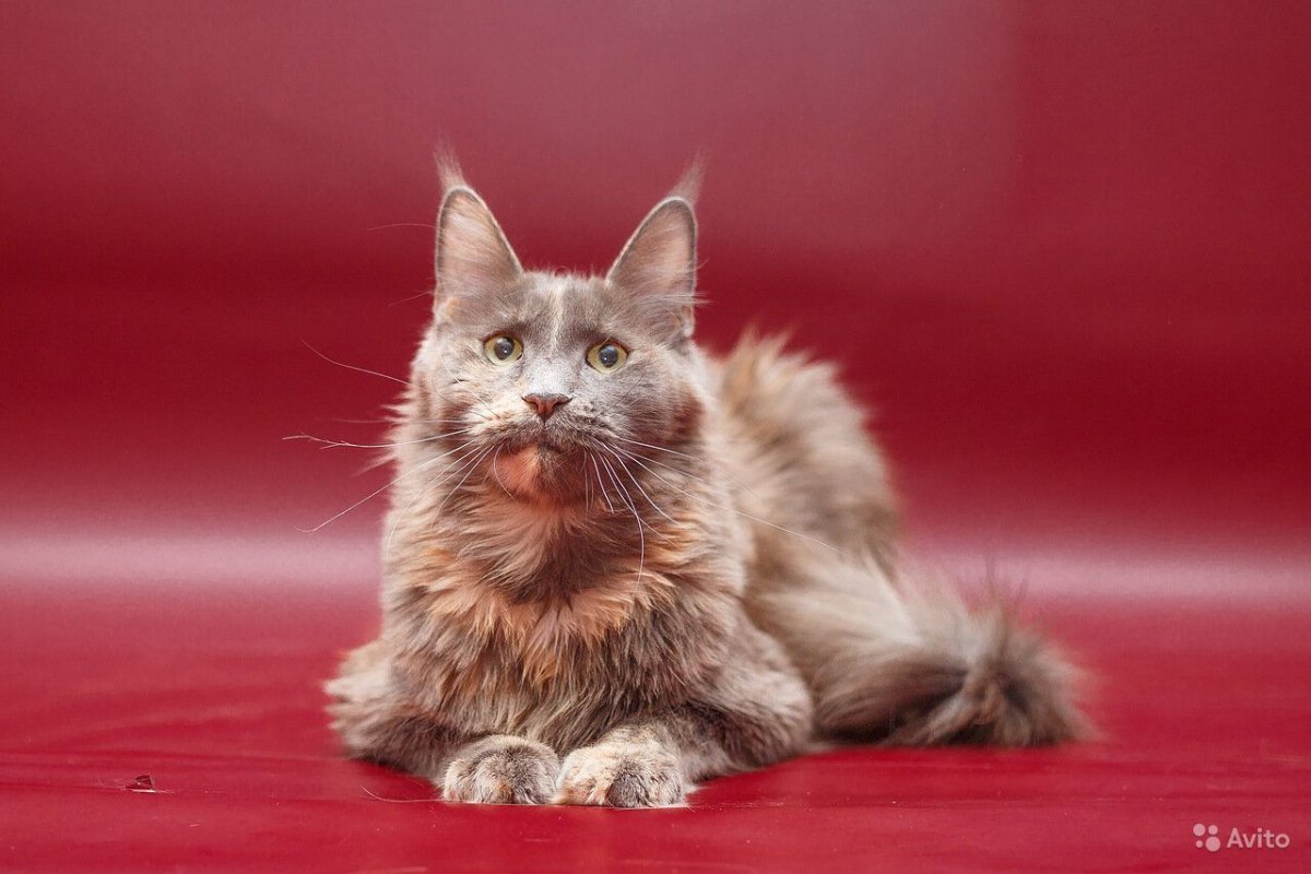 Ориентал и Мейн кун метис