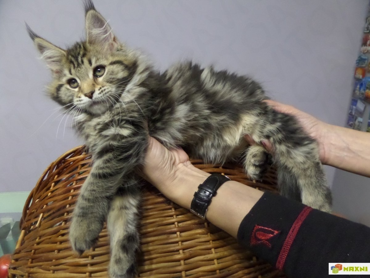 Коты похожие на Мейн куна