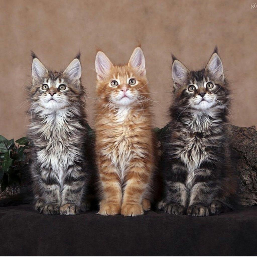 Мейн кун взросление по месяцам