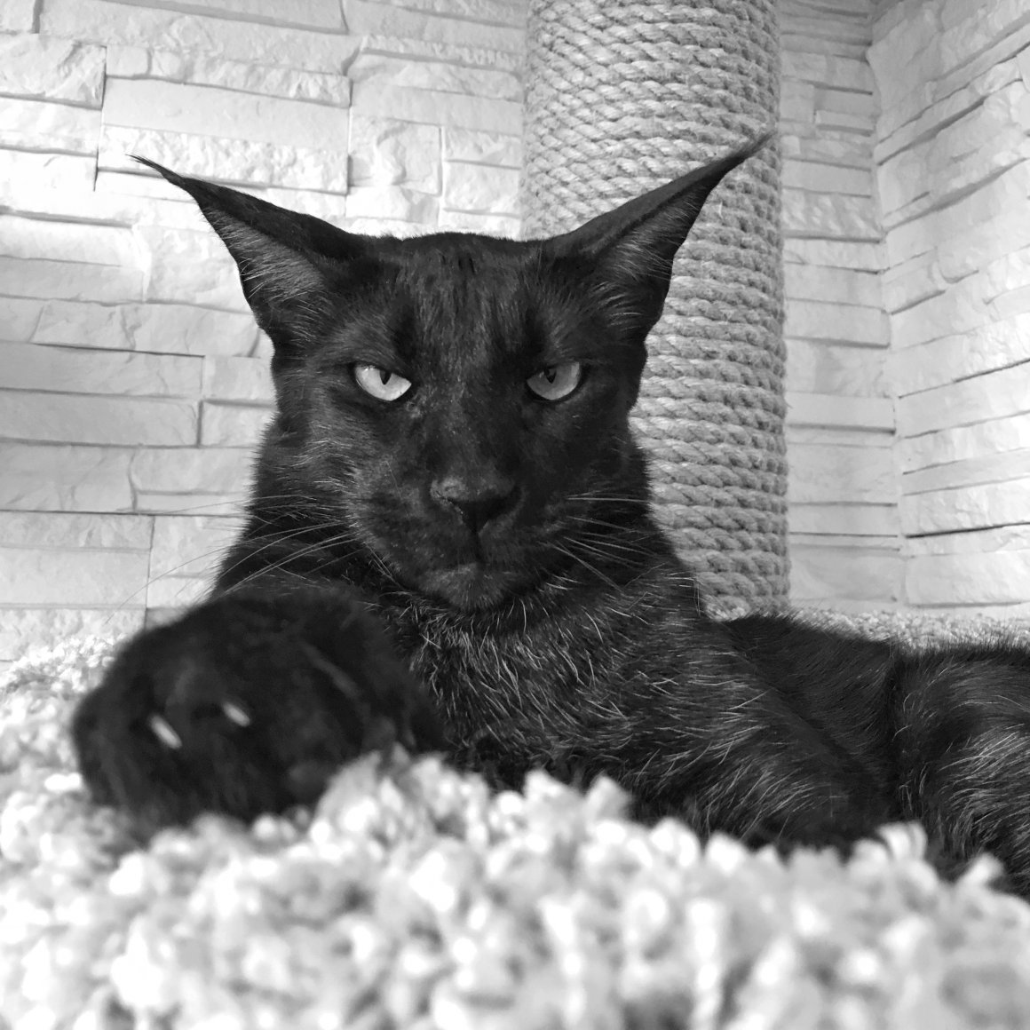 Мейн кун ориентальный