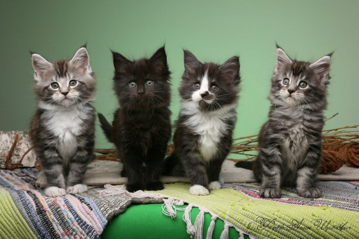 Метис Мейн куна и бенгала