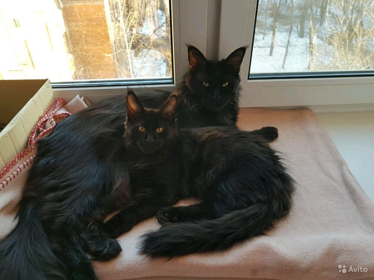 Черепаховый Солид Мейн