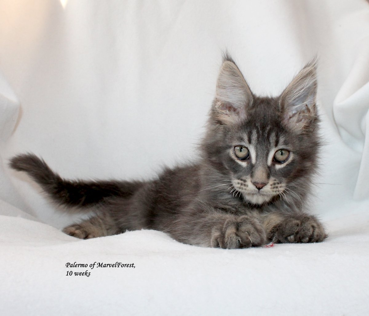 Котята помесь с Мейн куном