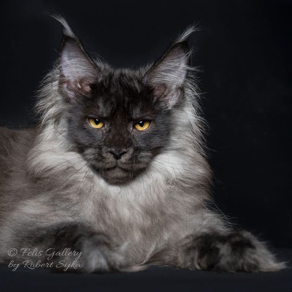 Метис Мейн куна и британца