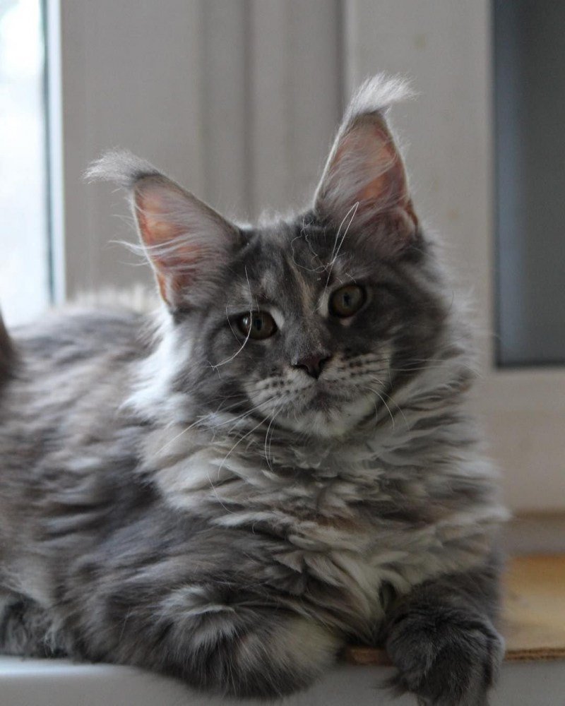 Котята метисы Мейн куна