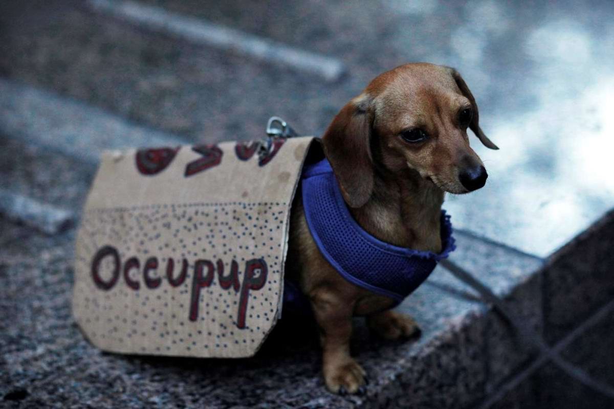 Дабл Мерль такса длинношерстная