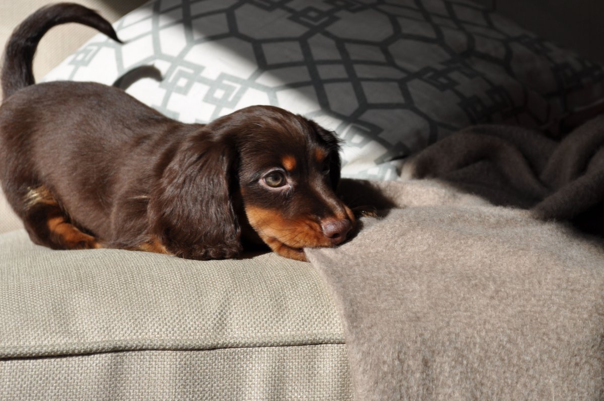 Такса кроличья жесткошерстная