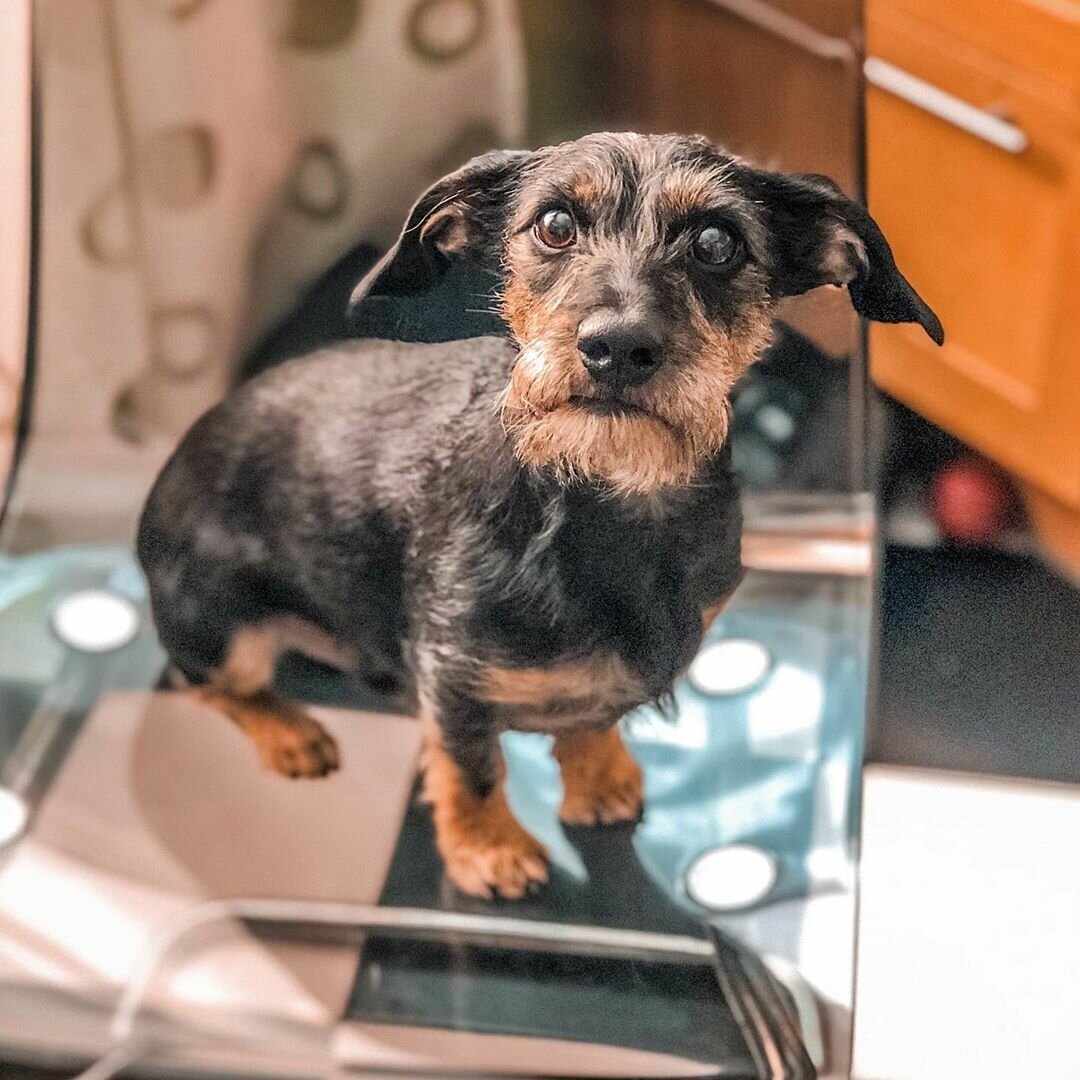 Такса длинношерстная охота