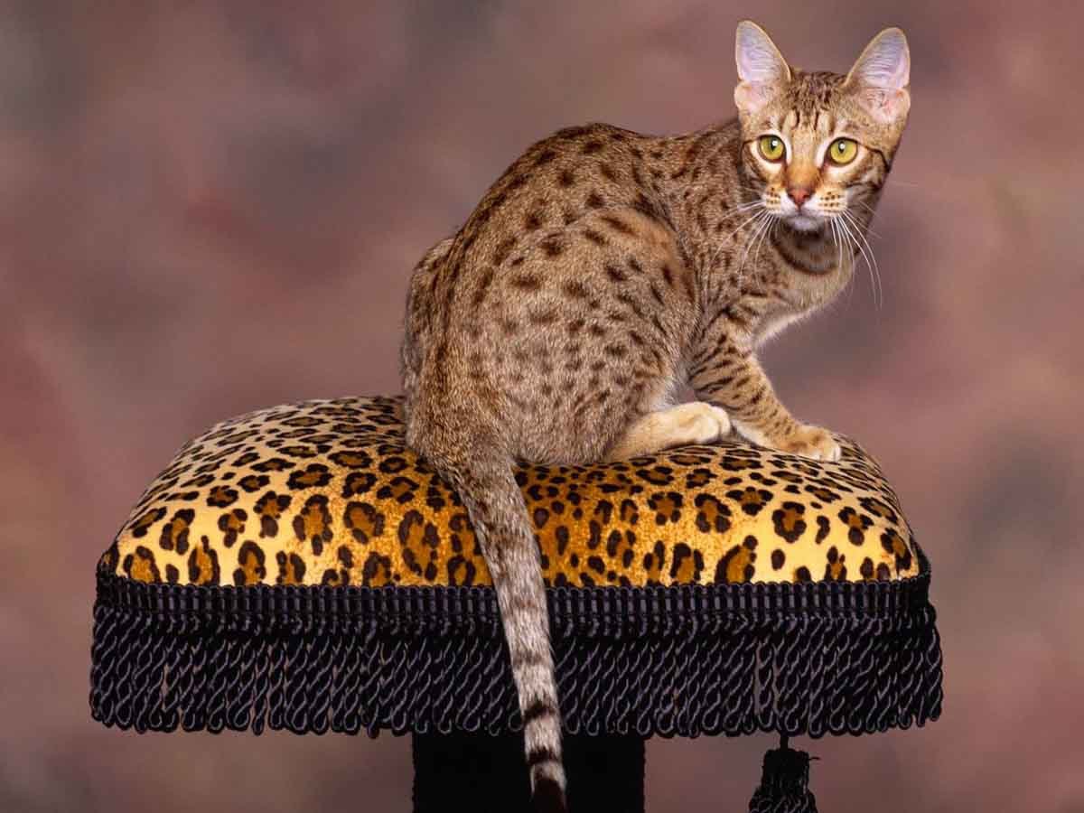 Бенгальская Саванна кошка
