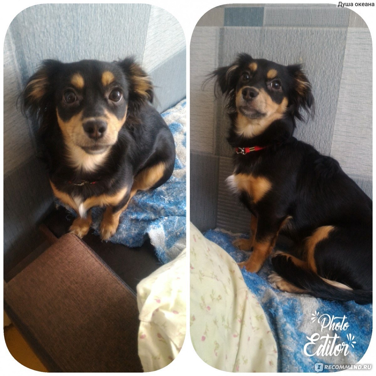 Такса длинношерстная