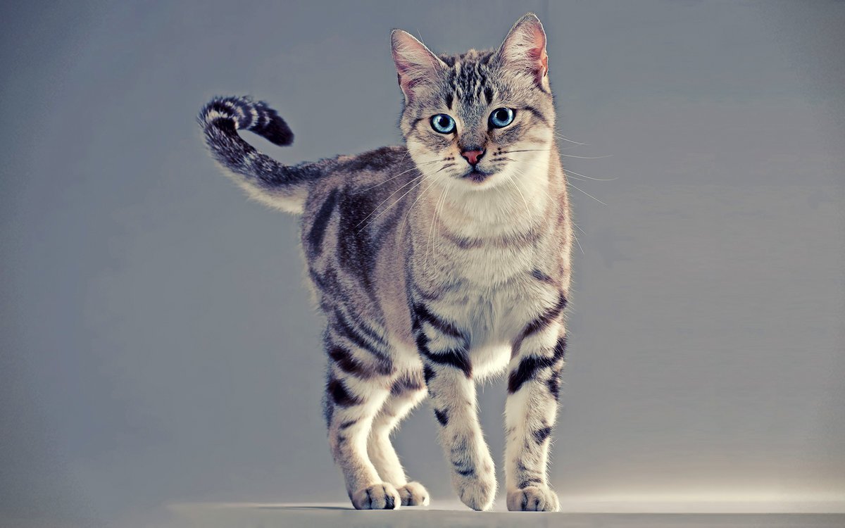 Шотландская вислоухая кошка серая