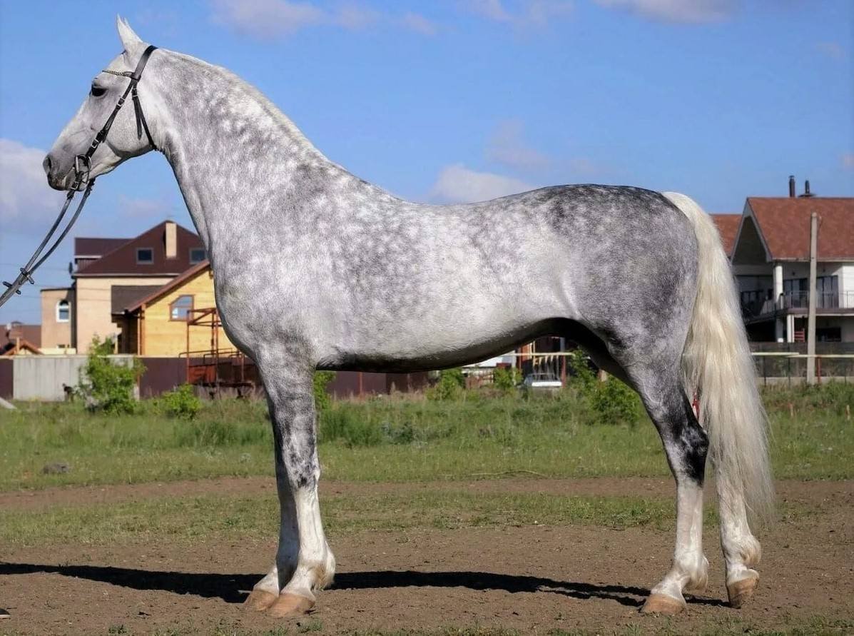 Орловская рысистая порода лошадей