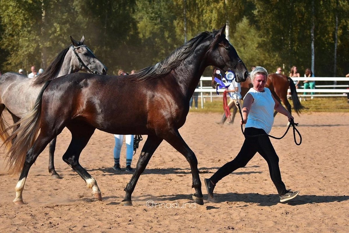 Орловского рысака Розалию