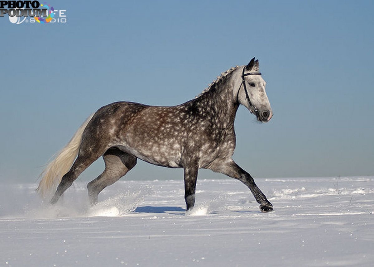 Серая лошадь Орловский рысак