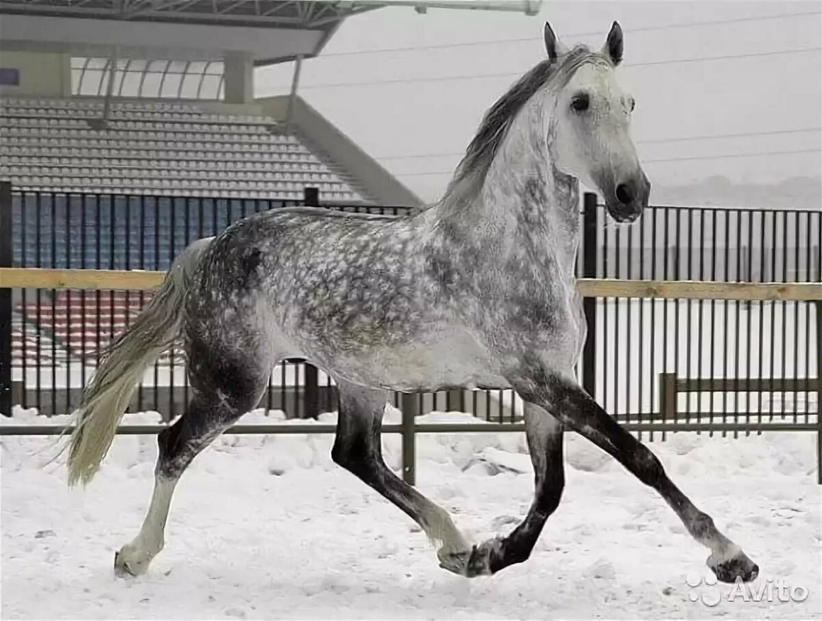 Орловский рысак жеребёнок