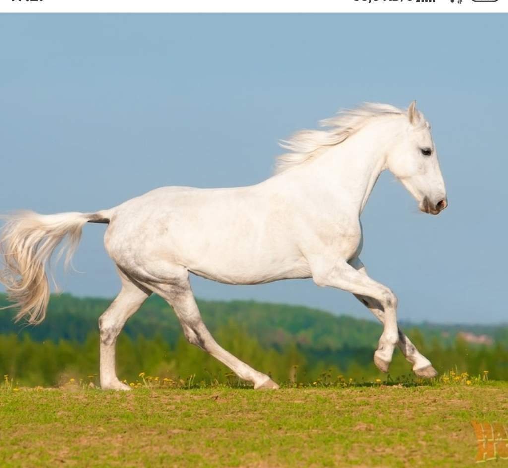 Орловский рысак белый
