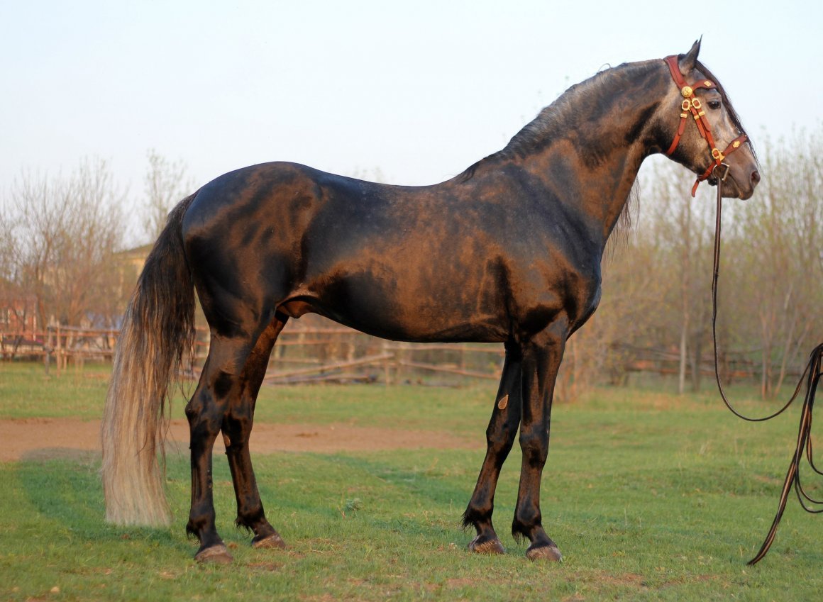 Орловский рысак Султан