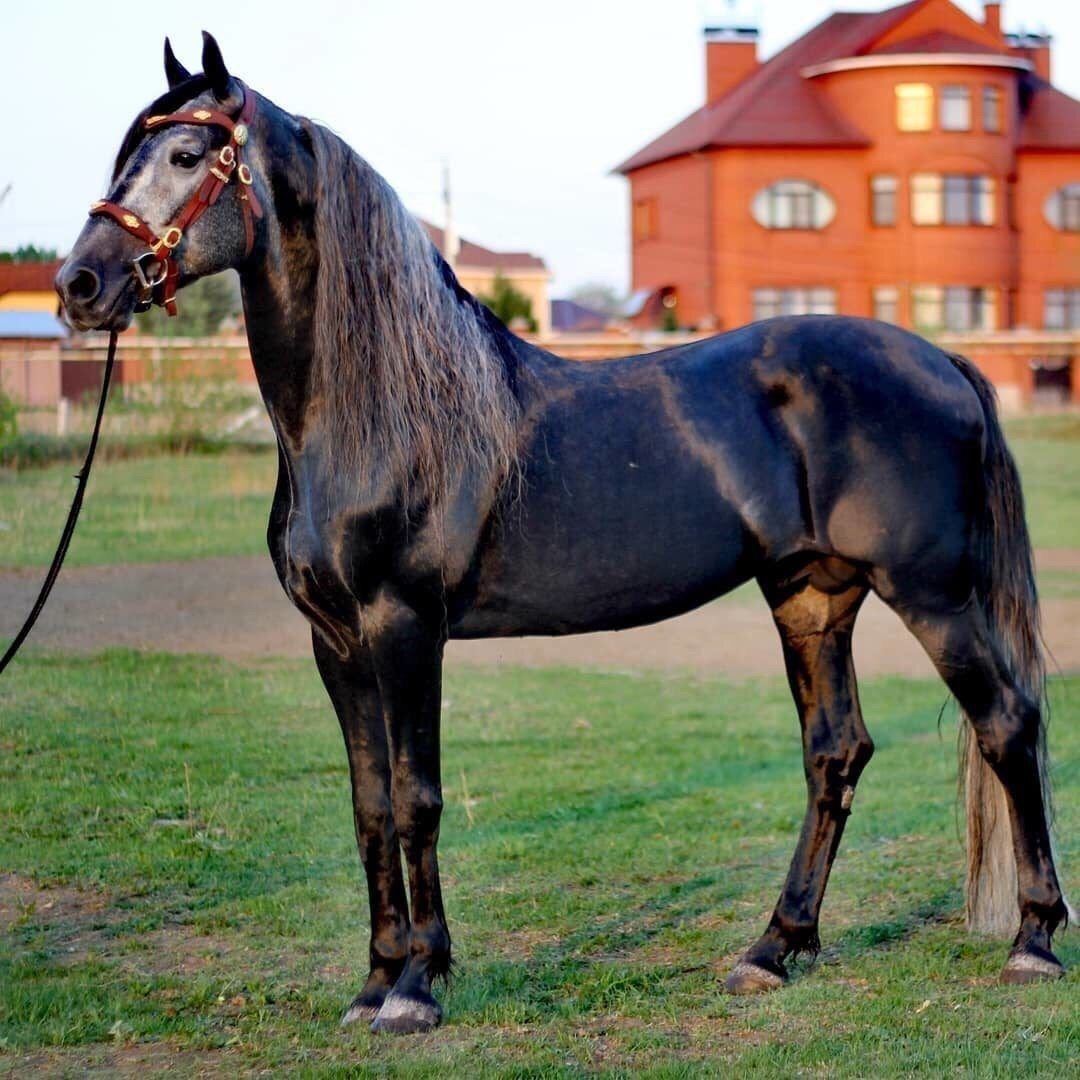 Лошадь породы Орловский рысак
