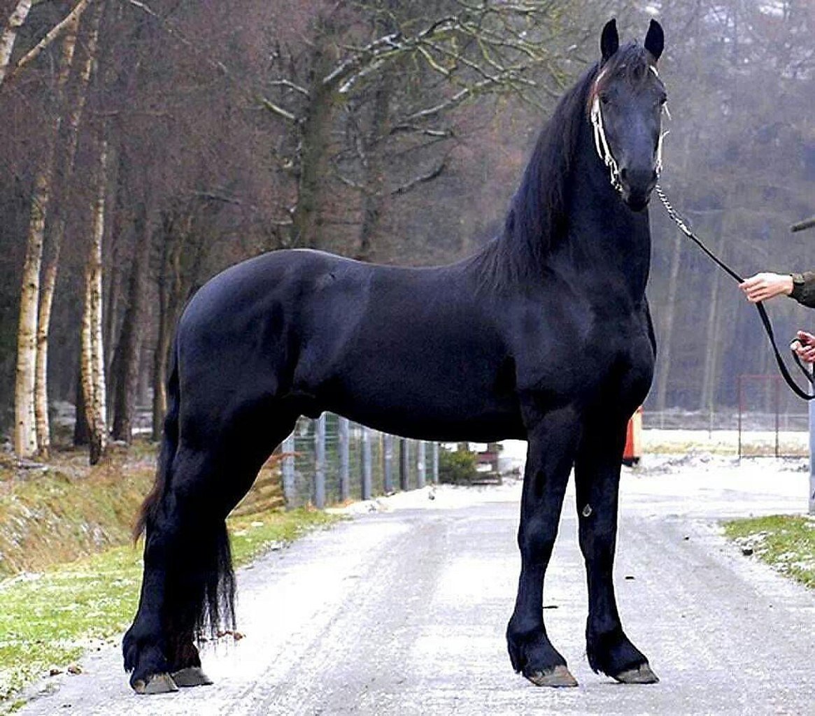 Орловский рысак фриз