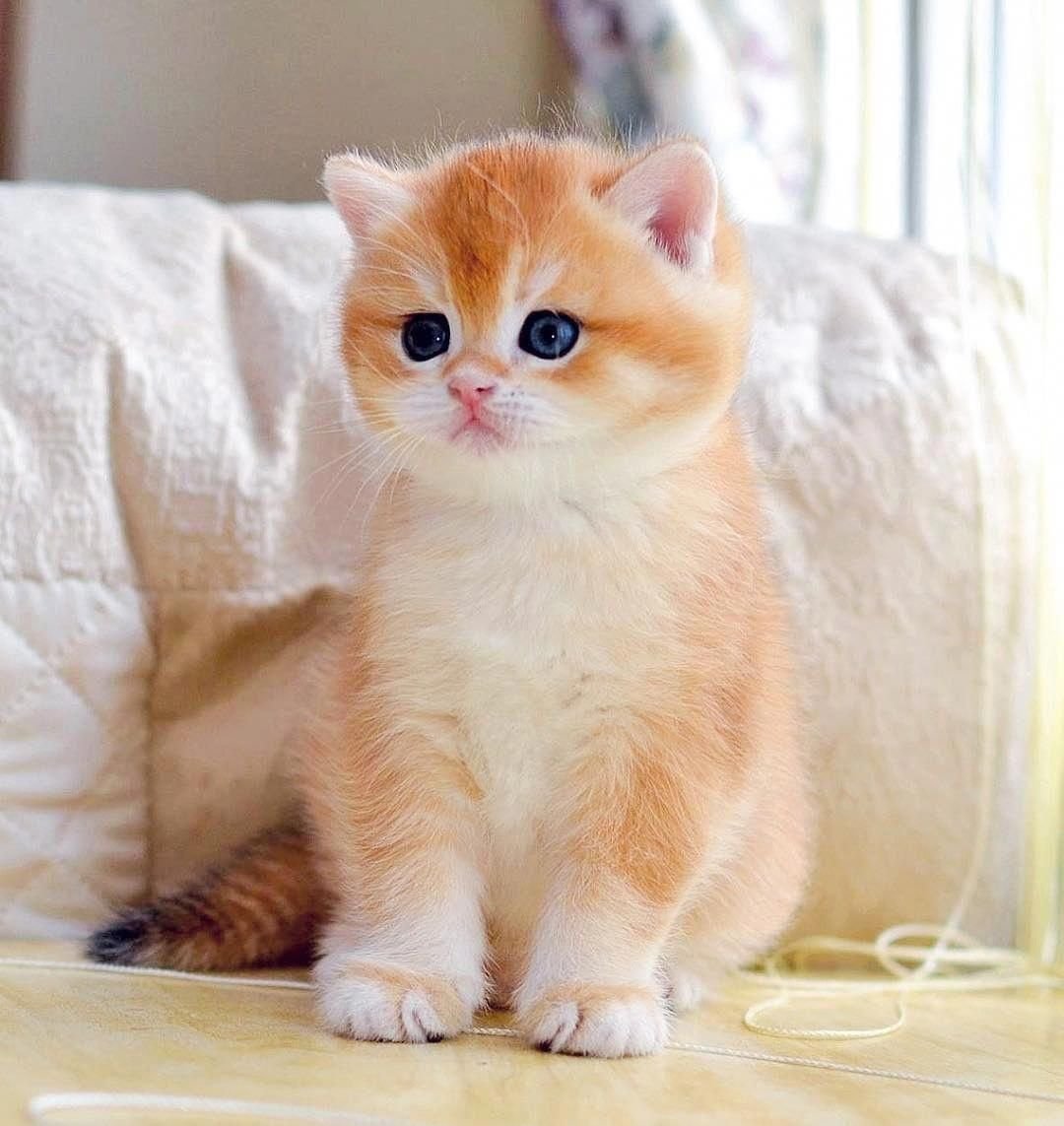 Купить новую кошку. Манчкин кот рыжий. Манчкин кошка рыжая. Манчкин рыжий котенок. Японские котята Манчкин.