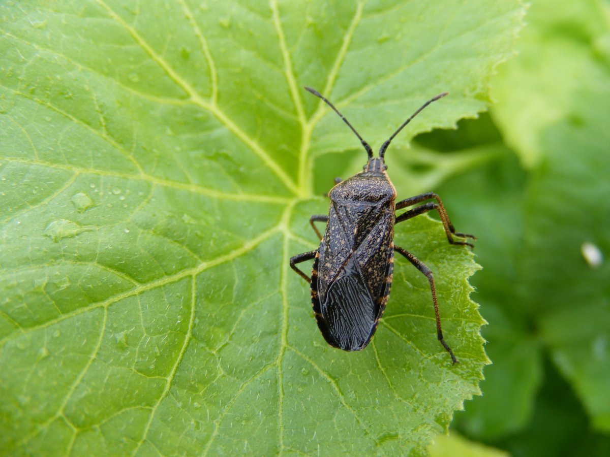 Огуречный клоп