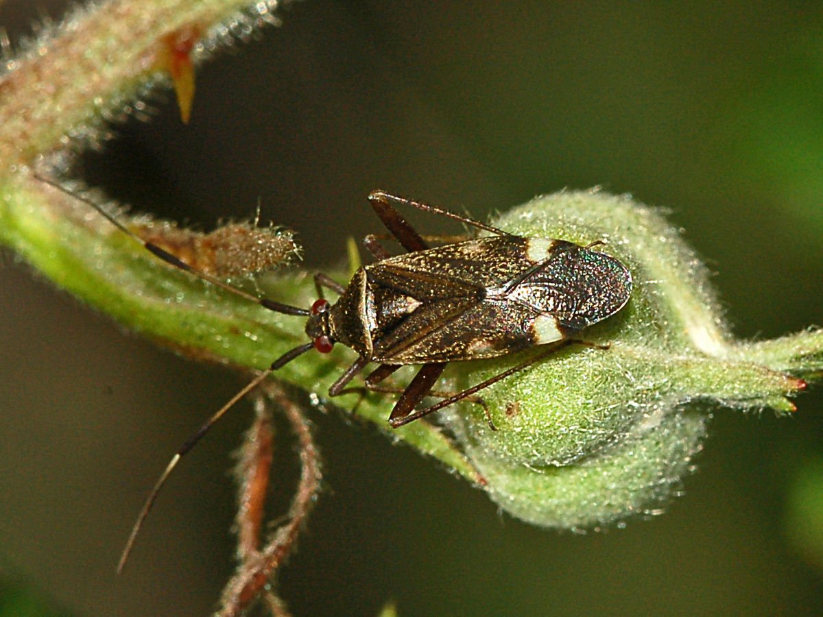 Apolygus lucorum