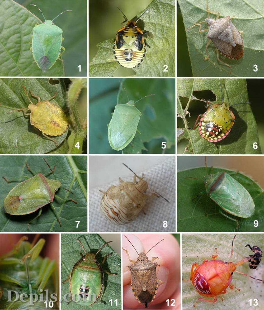 Тропические леса амазонки насекомые