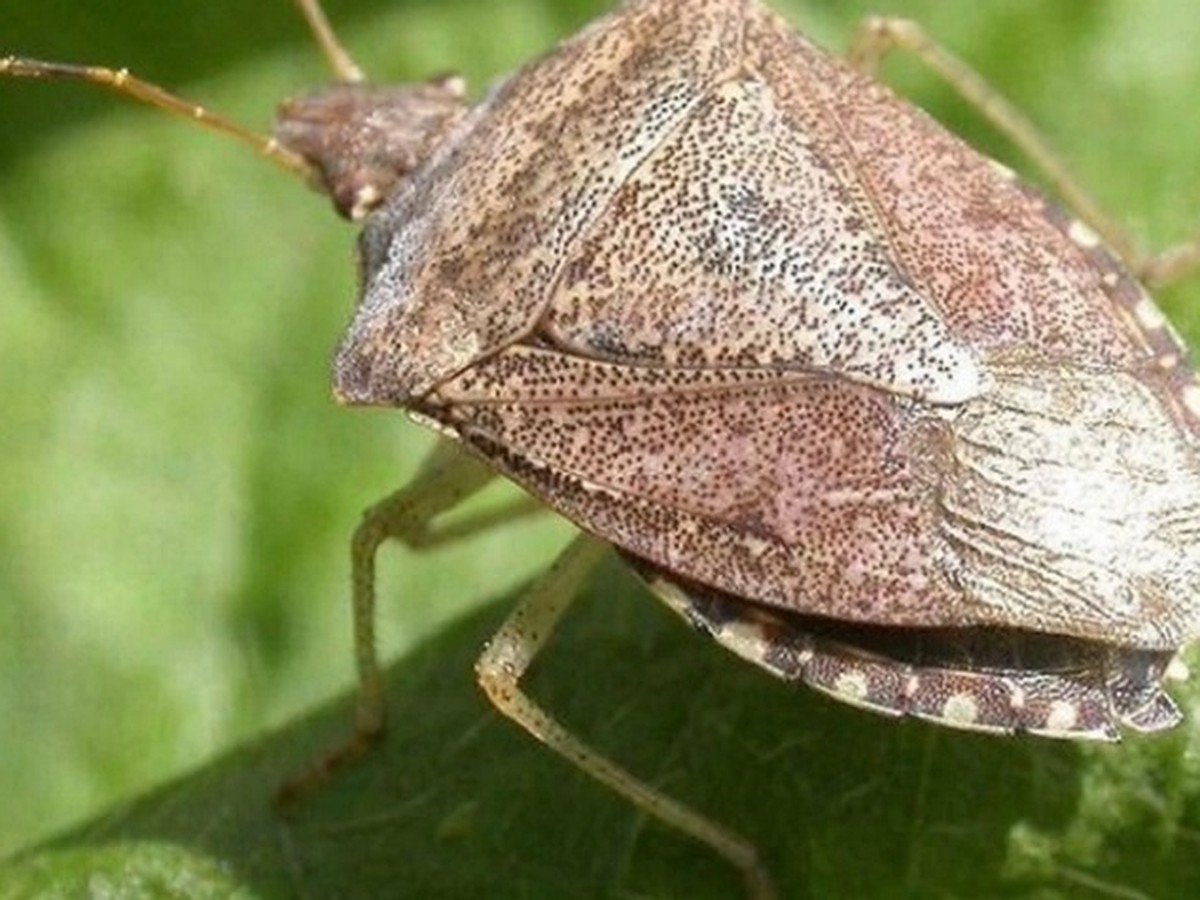 Западный пятнистый огуречный Жук (Diabrotica undecimpunctata man.)