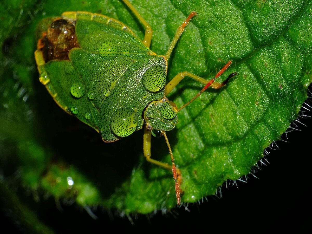 Клоп щитник травяной