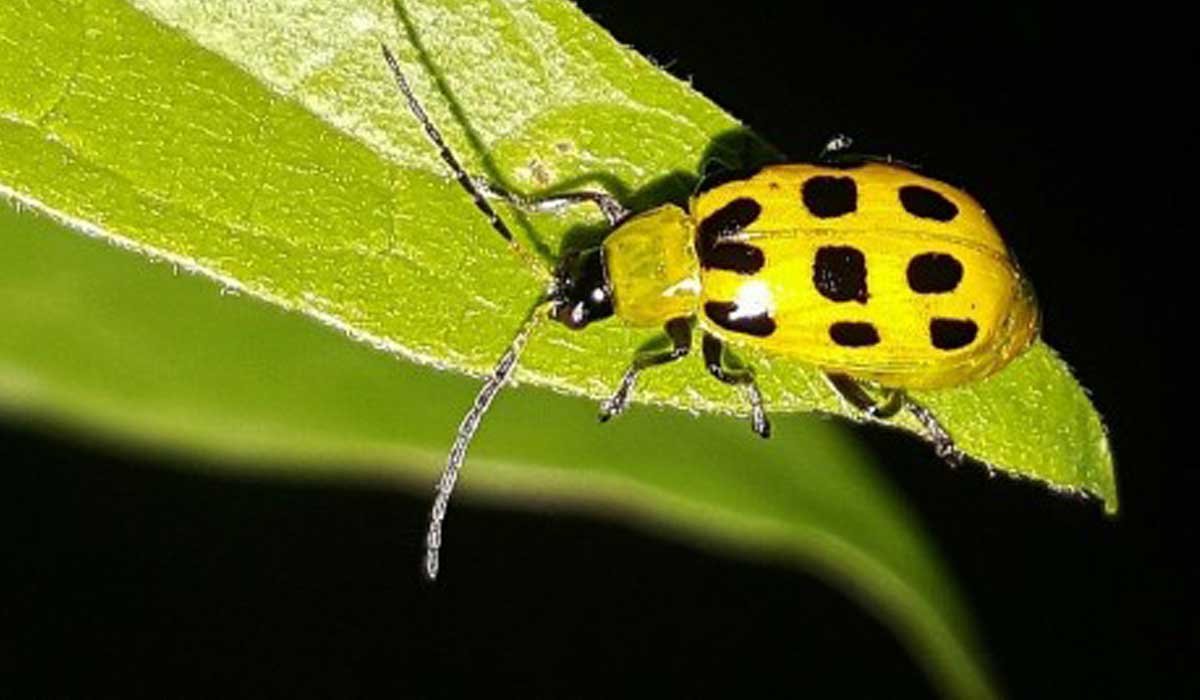 Маленький зеленый клоп