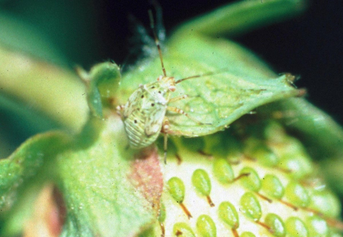 Жук ЛАРВА насекомое