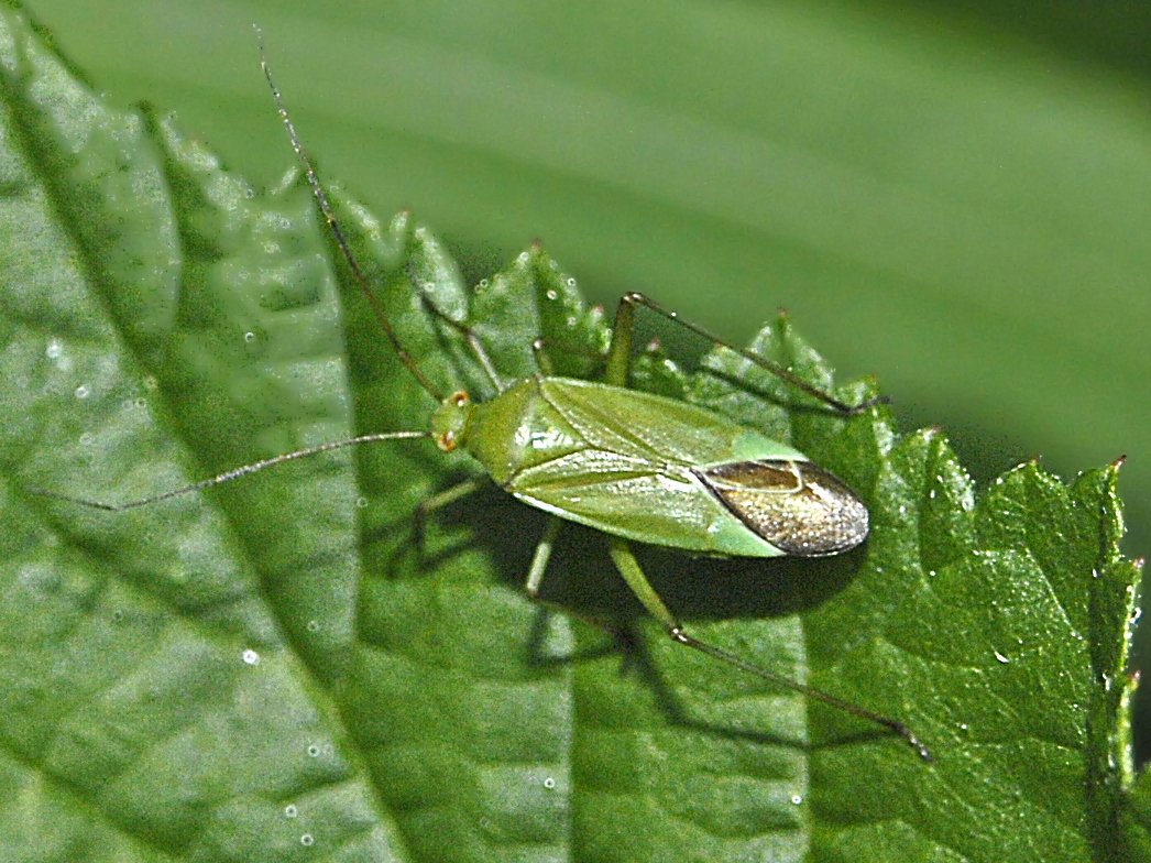 Клоп lygus rugulipennis