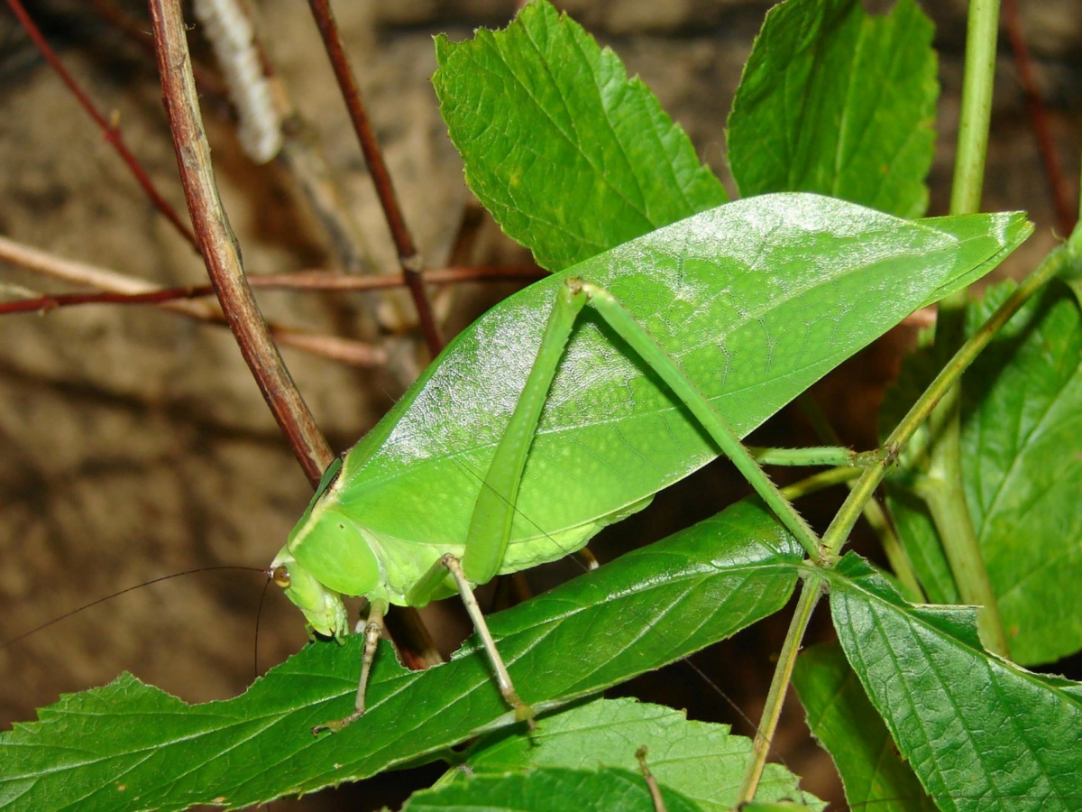 Бабочка белокрылка