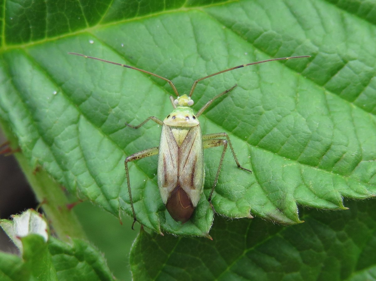 Зеленый Жук клоп