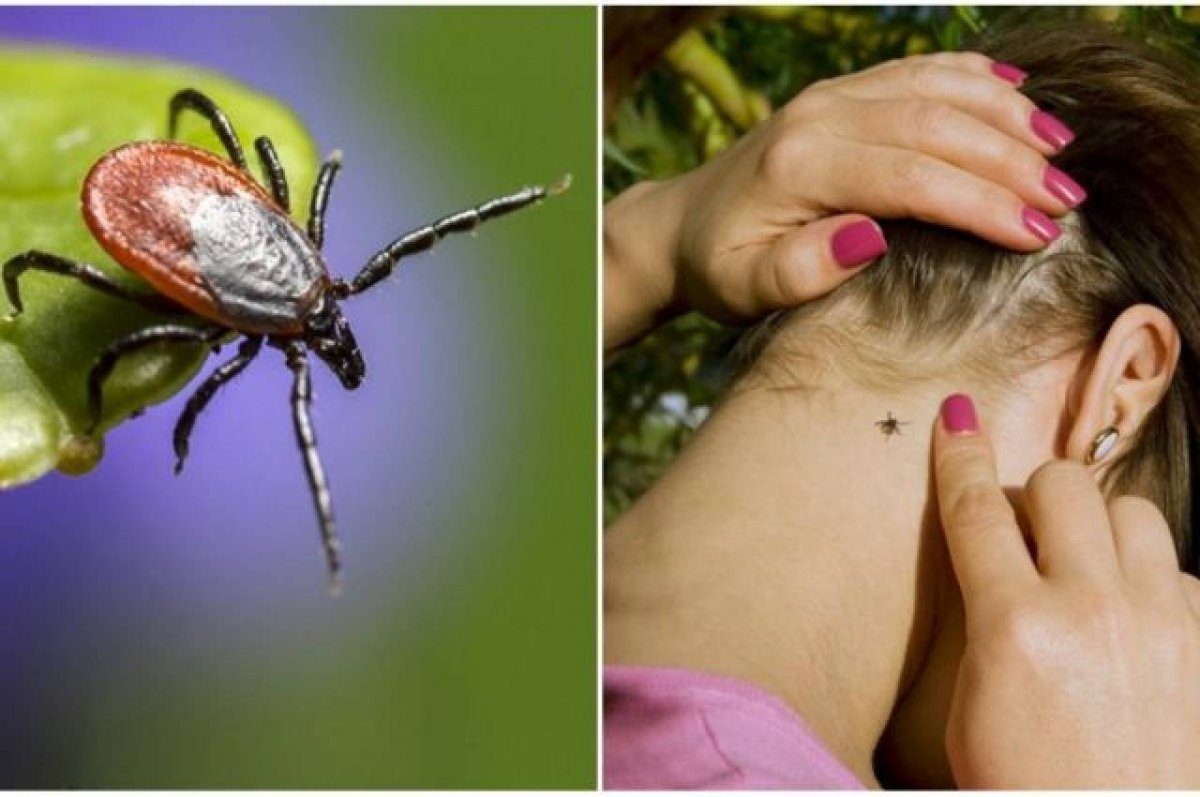 Луговой мотылек гусеница