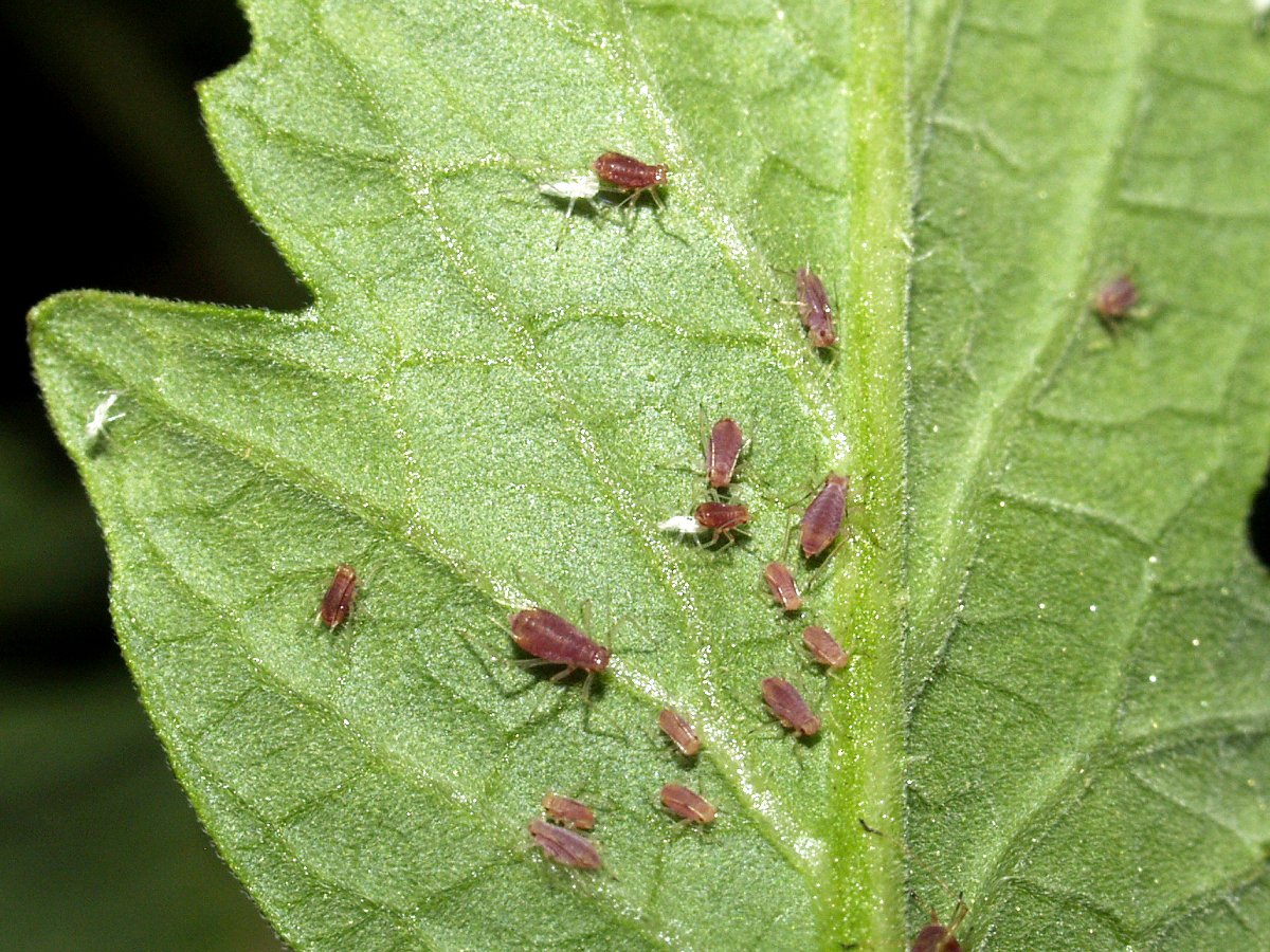 Бахчевая тля огурцов