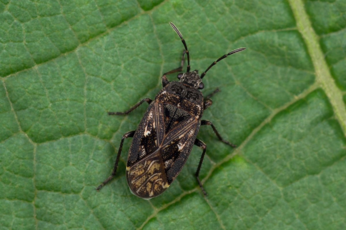 Зеленый Жук клоп