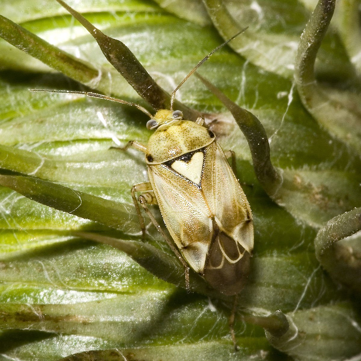 Крыжовниковая побеговая тля