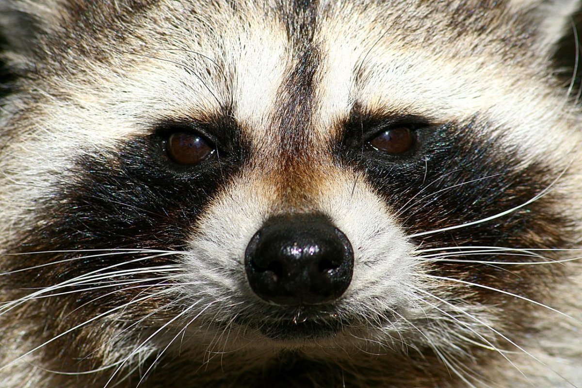 Енот в наушниках
