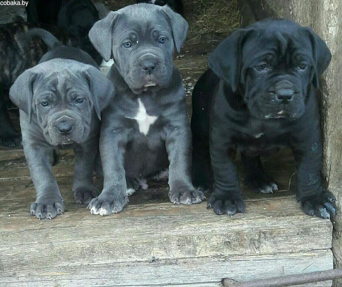 Итальянская собака Кане Корсо