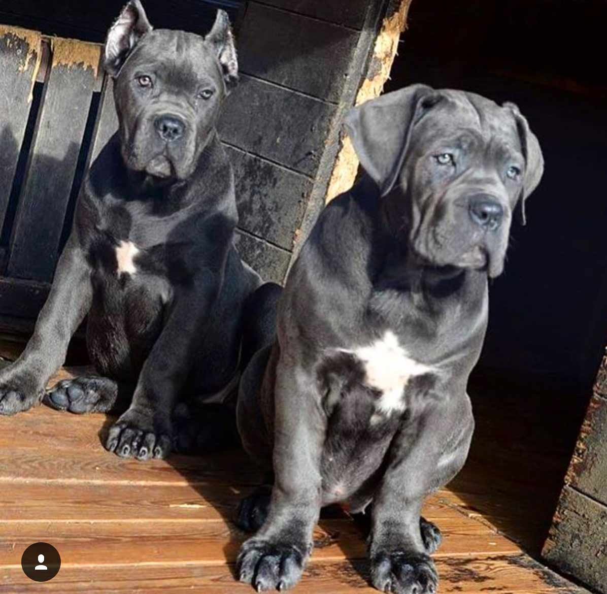 Американский питбультерьер черн