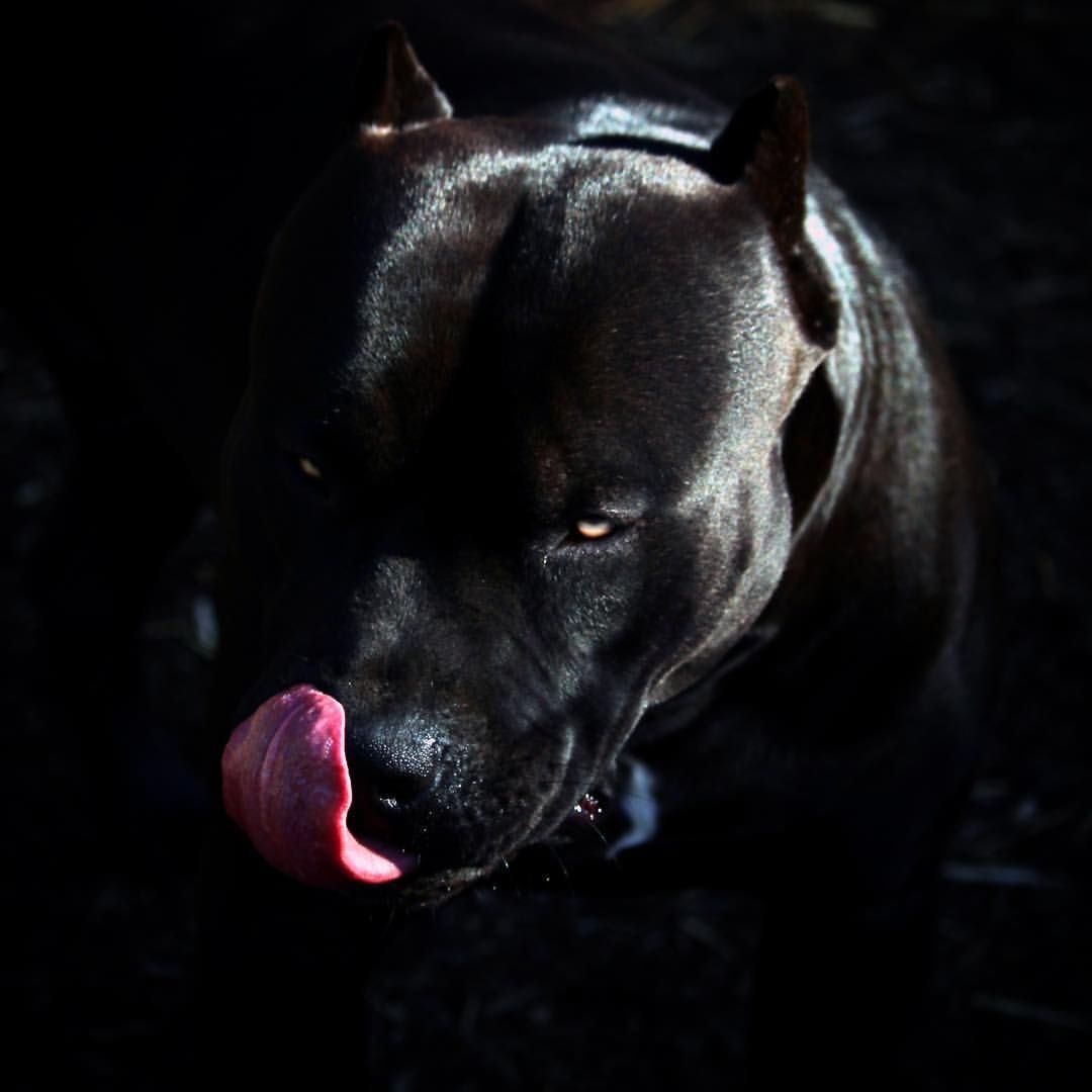 Кане Корсо Красноярск питомник