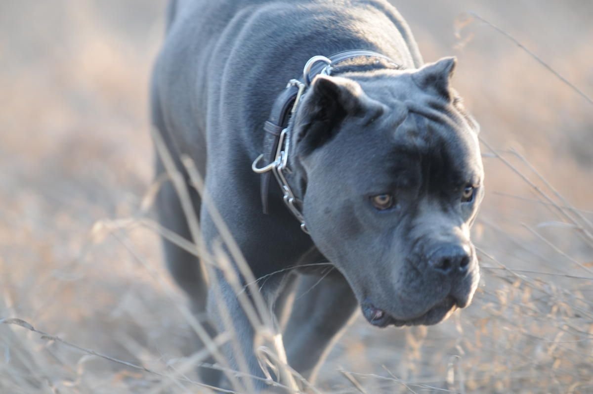 Кане Корсо голубой