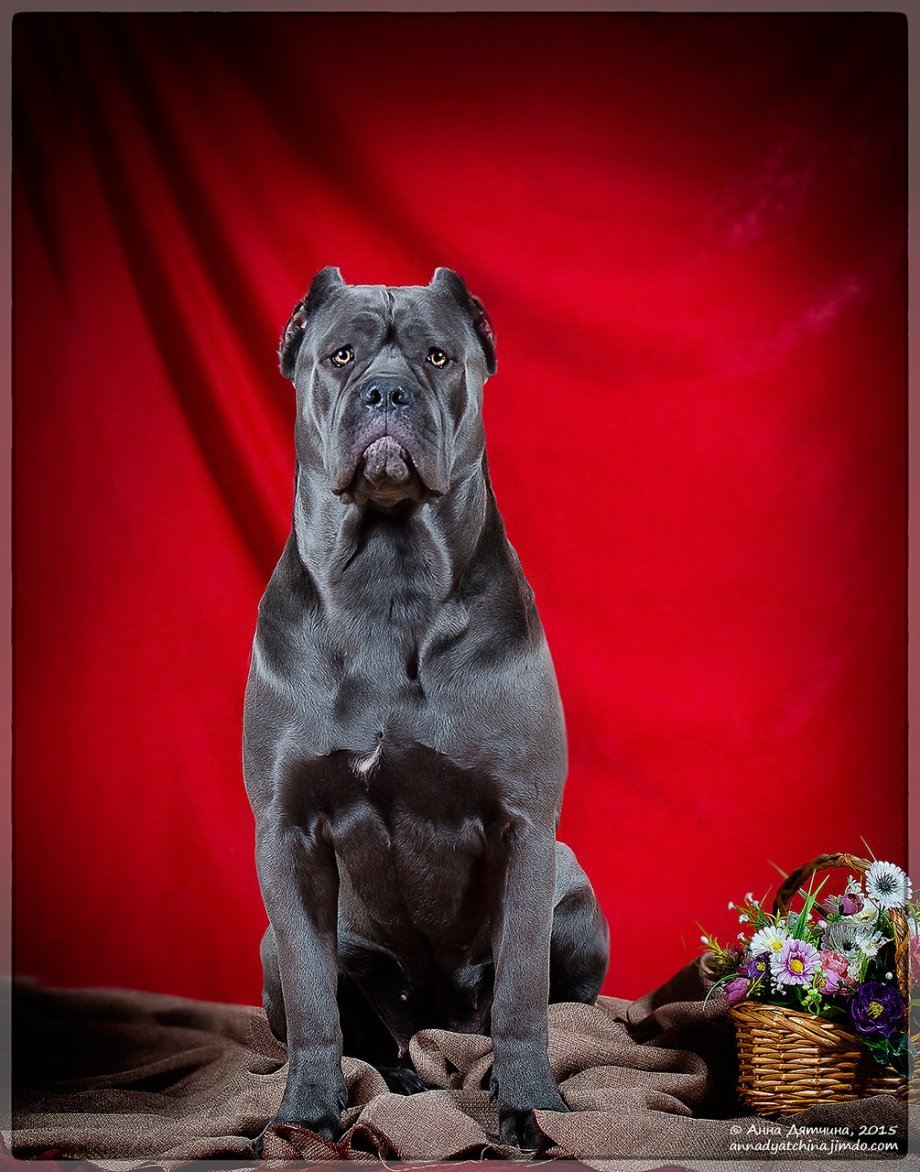 Кане Корсо голубой