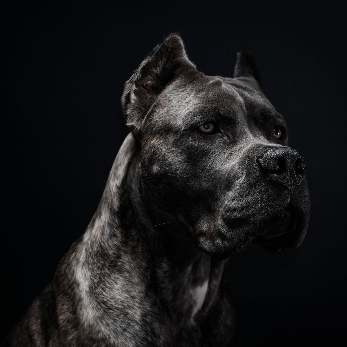 Кане Корсо и амстафф