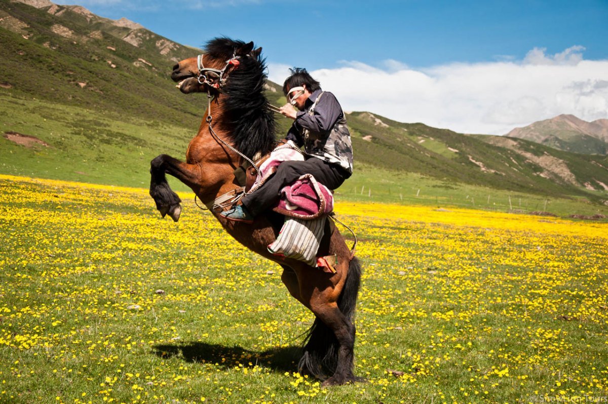 Красивый всадник на коне