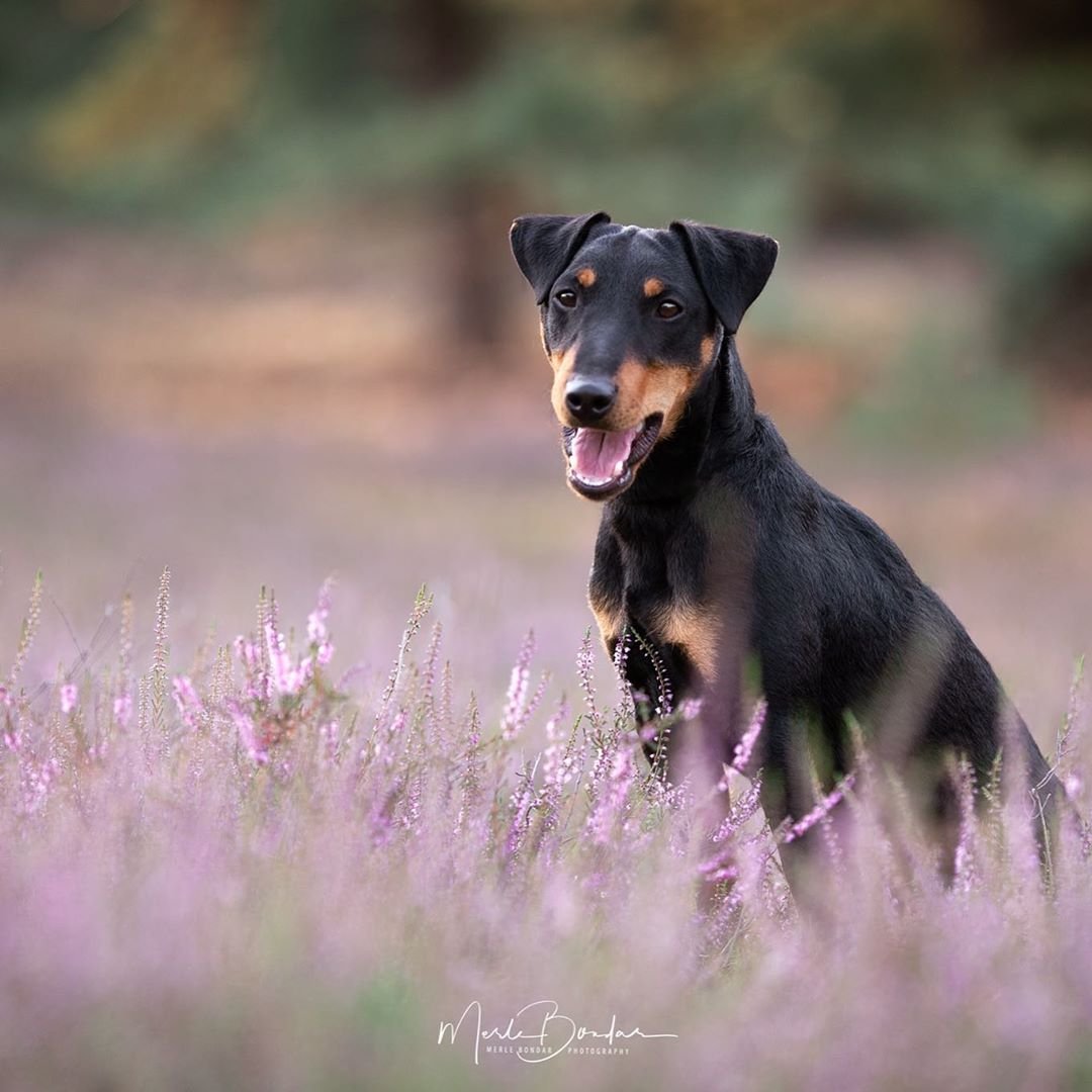 Немецкий Ягдтерьер