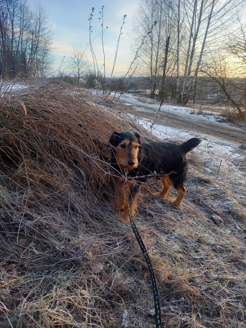 Ягдтерьер гладкошерстный