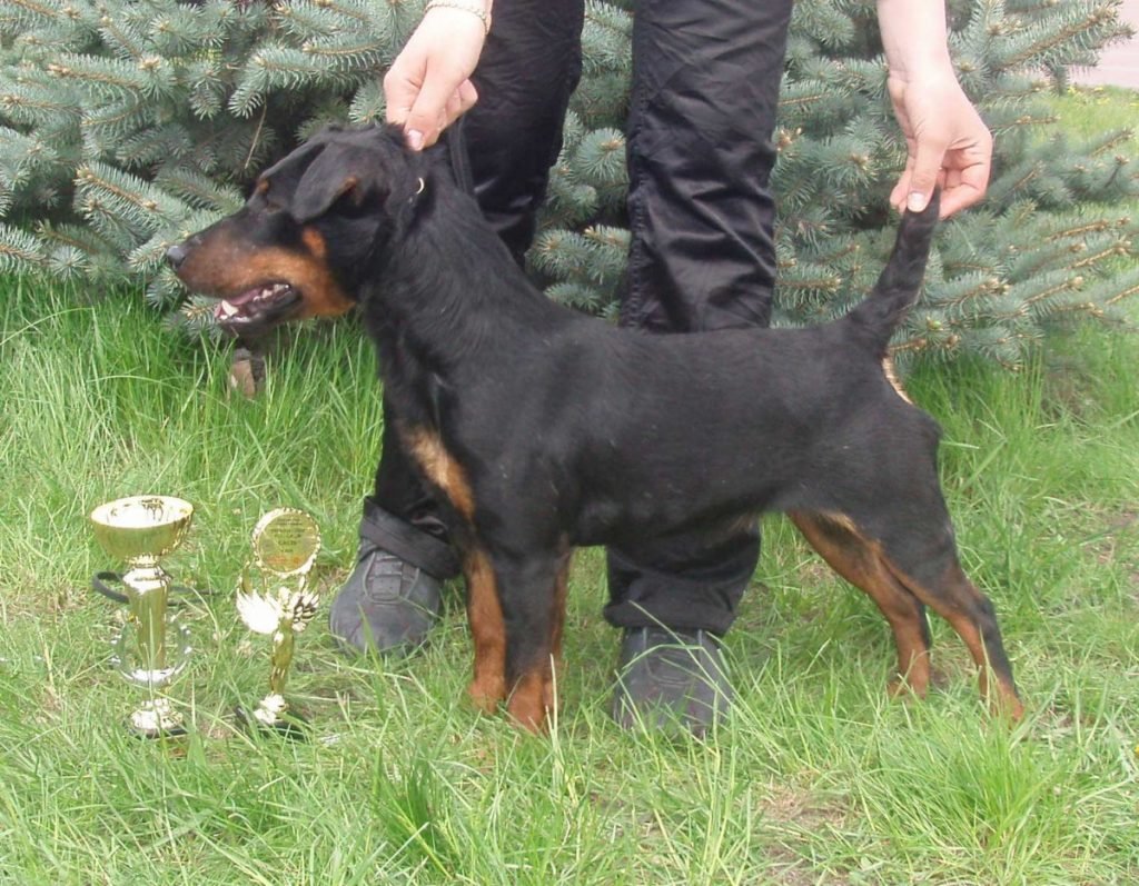 Ягдтерьер кудрявый